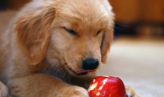 狗可以吃西红柿吗 狗能吃小番茄吗